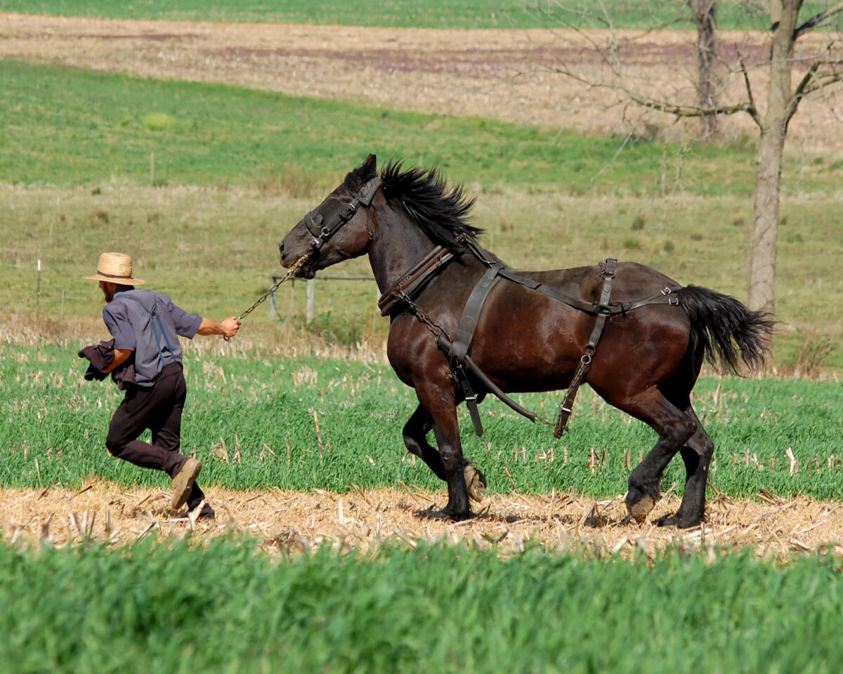 man about a horse
